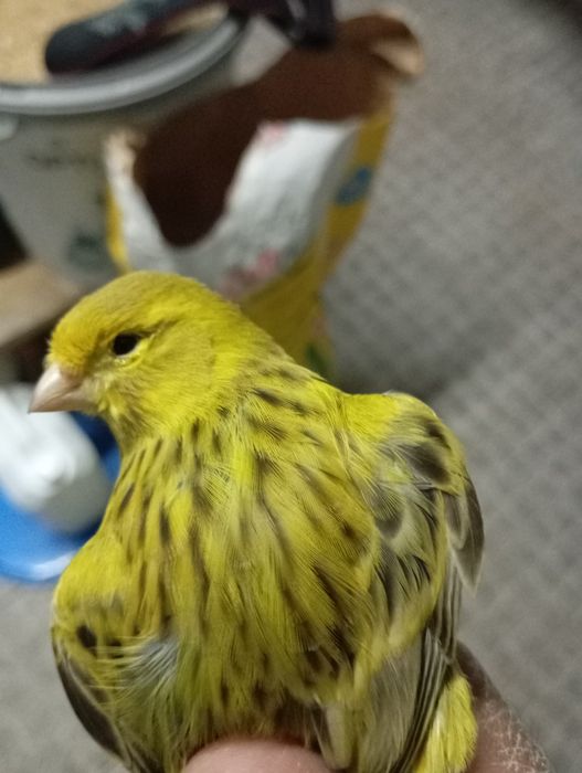 Cedo canários Ágata amarelo