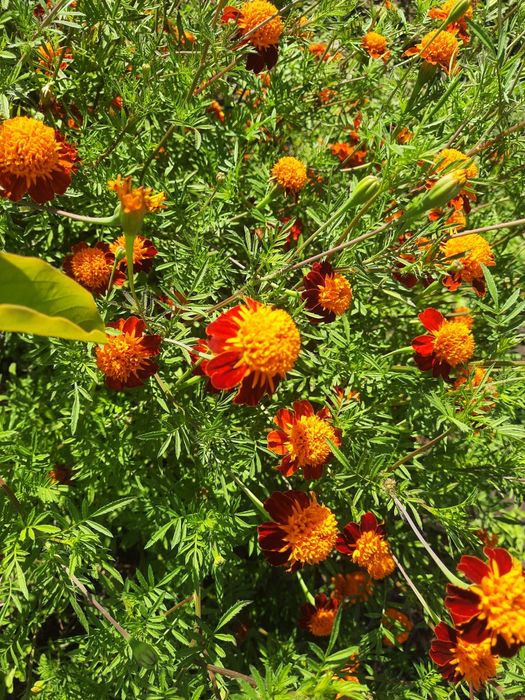 Чорнобривці свіжі та сушені