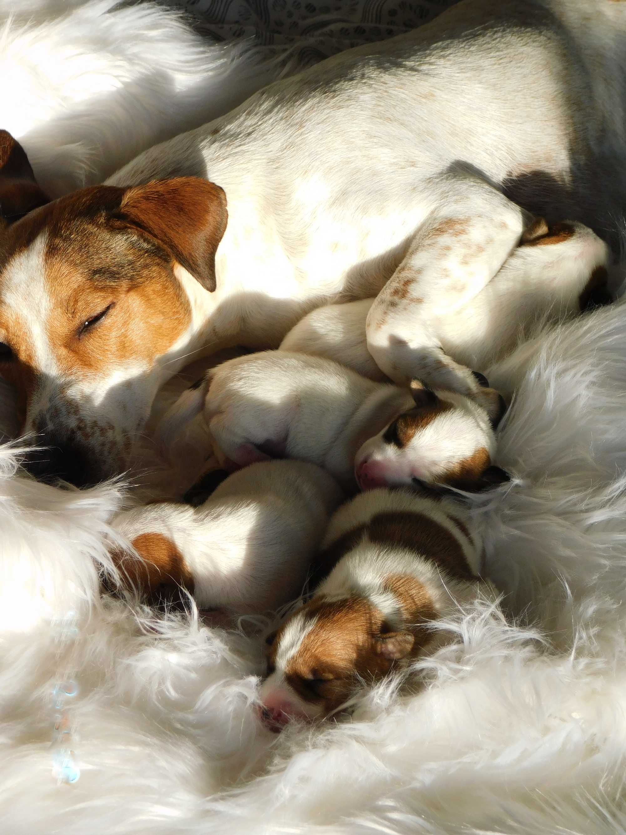 Jack Russell Terrier z hodowli "BREFIO" /badania genetyczne