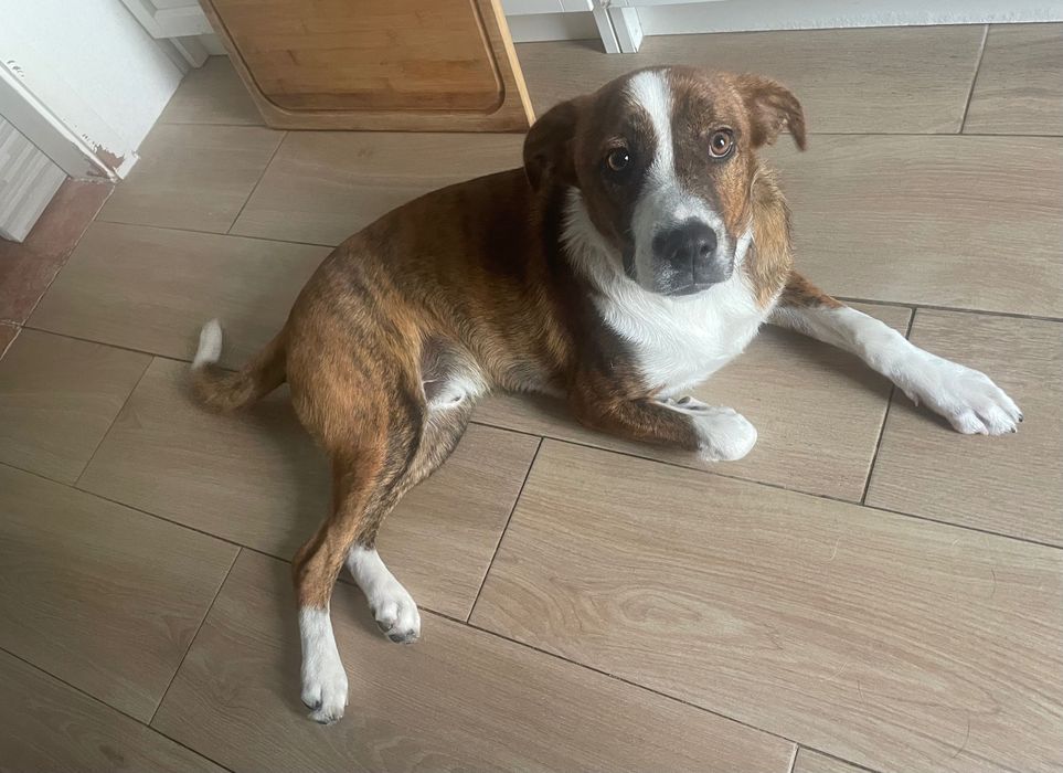 Adopcão responsável