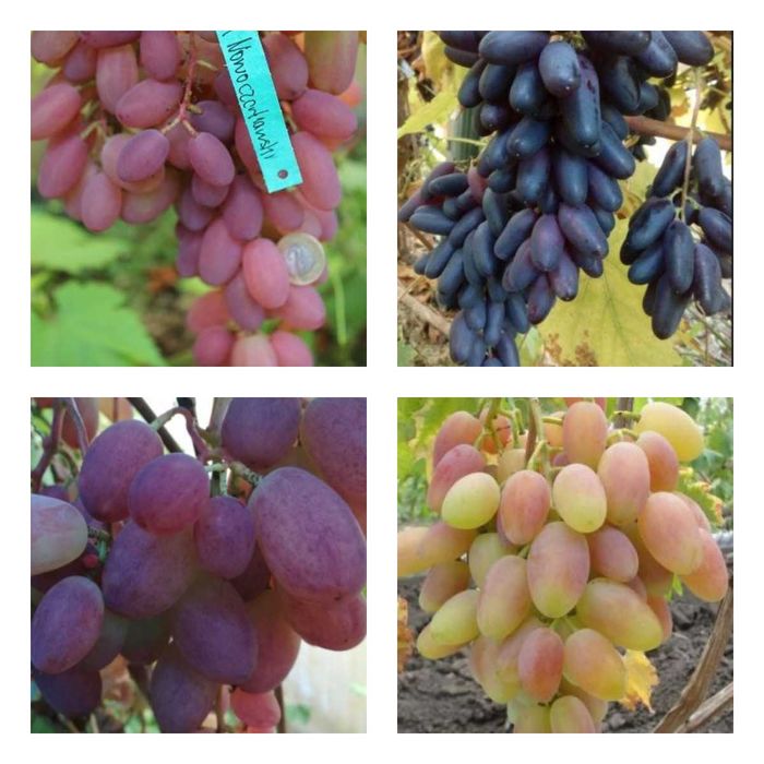 Zestaw 4 odmiany o nietypowym egzotycznym wyglądzie