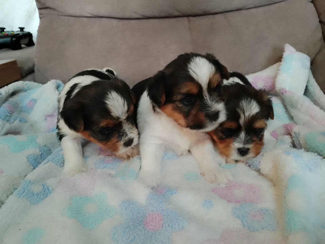 Biewer Yorkshire Terrier Tricolor