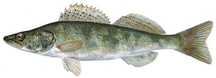 Sandacz Narybek Letni 12cm