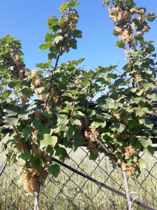 13. Jagoda dereń porzeczka agrest aronia malina winogrona minikiwi