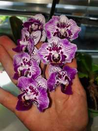 Бабочка орхідея цвіте