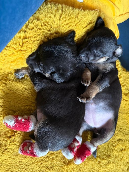 Podwójne szczęście na święta - dwa szczeniaczki szukają domu