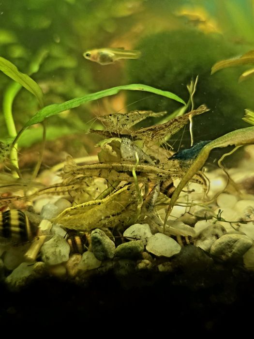 Krewetki akwariowe – mix kolorów / kundelki