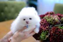 Pomeranian biały chłopak