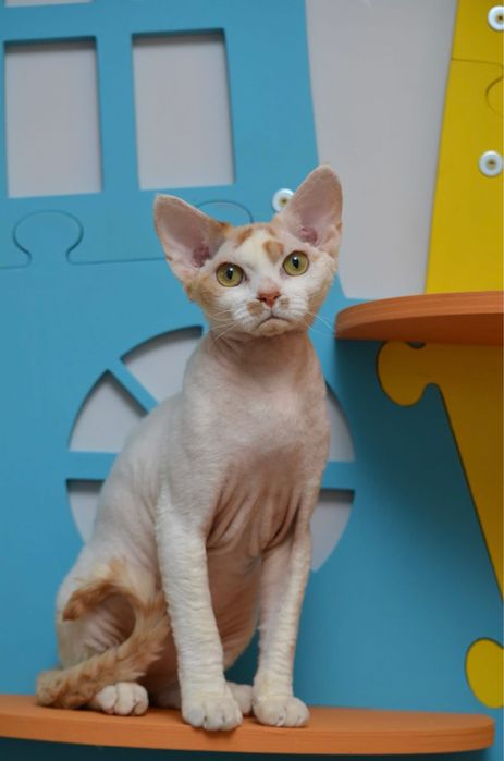 Девон рекс підрощений хлопчик