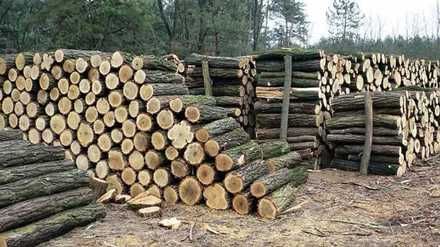 Дрова , лісоматеріали, відходи деревини, неліквід КУПЛЮ