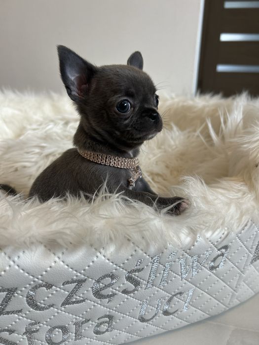 Chihuahua niebieska sunia MEGA CUDO