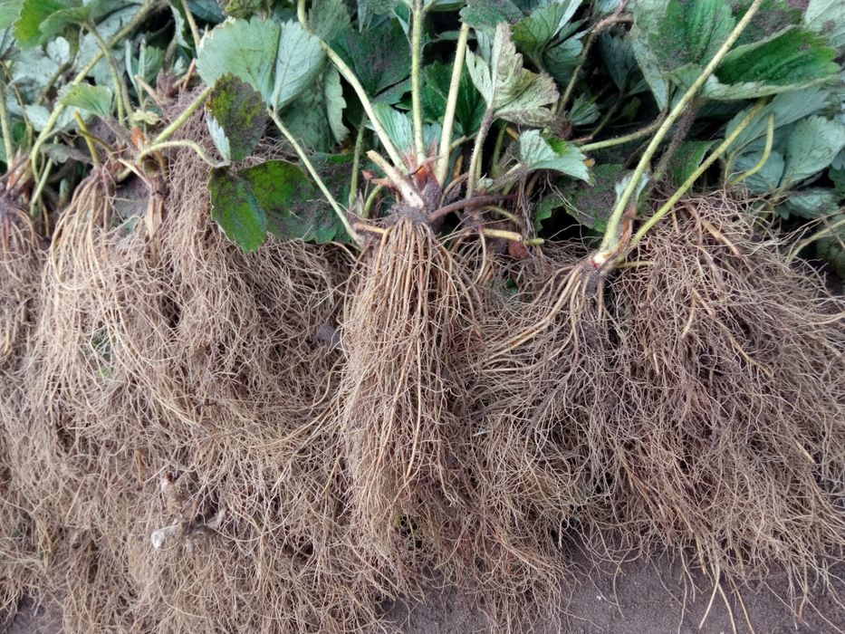 Брілла полуниця, клубніка