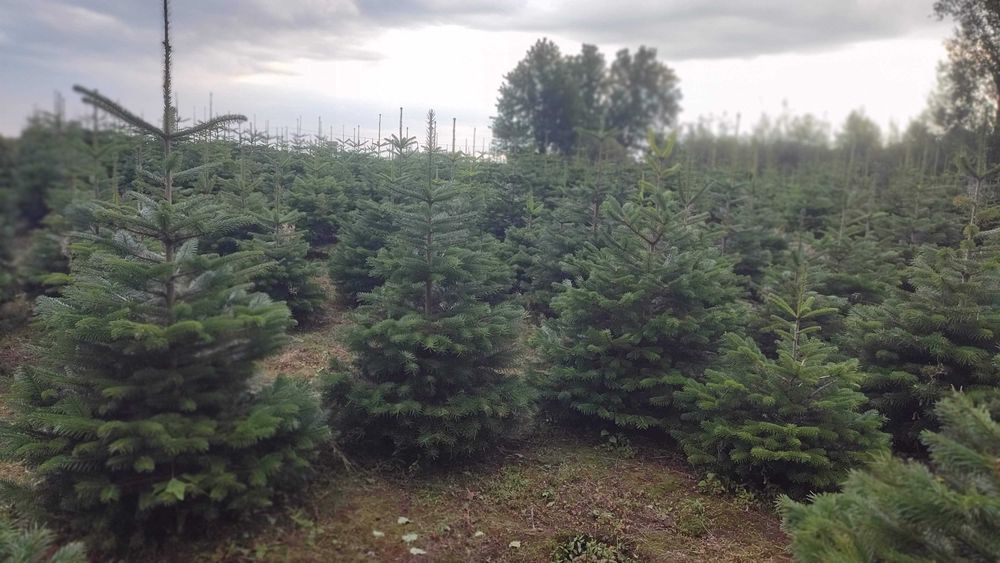 JODŁA KAUKASKA kopana w donicy 100-150cm. Choinki, plantacja choinek