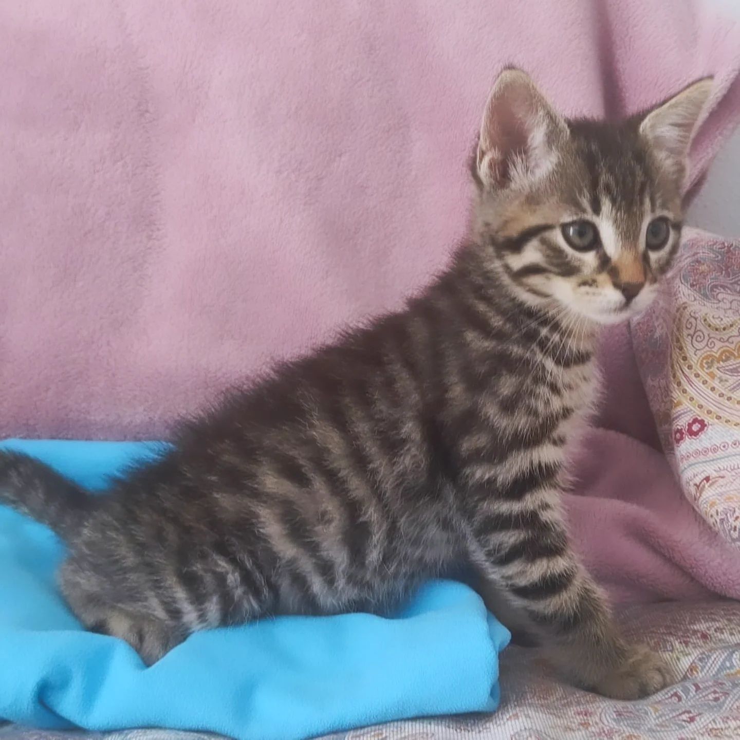Otto, para adoção