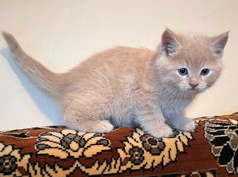 Віддам в добрі руки кошеня