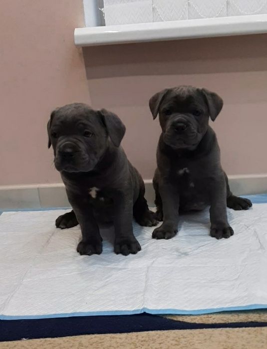 Кане корсо голубого забарвлення.