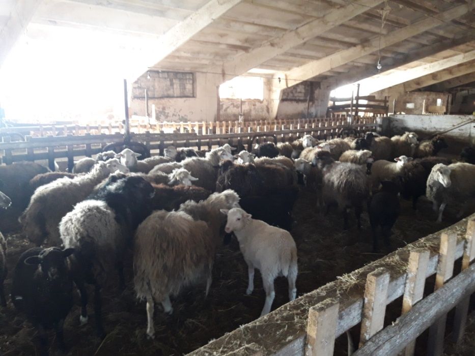 Барани-вівці на мясо та розведення