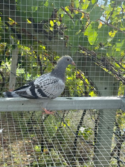 Pombos correios borrachos