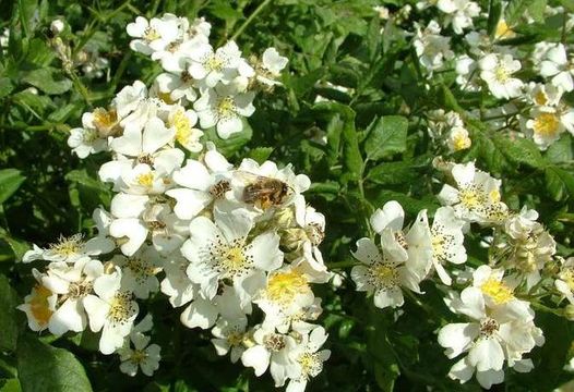 Dzika róża bezkolcowa - miododajna, biomasa, żywopłot obronny