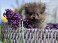 Ostatnia wolna suczka szpic miniaturowy pomeranian
