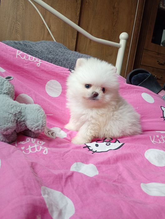 Szpic miniaturowy piesek