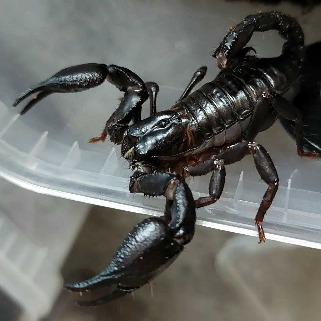 Чёрный гигантский скорпион Heterometrus для новичков малыши