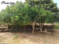 Quinta com muitas árvores de fruto