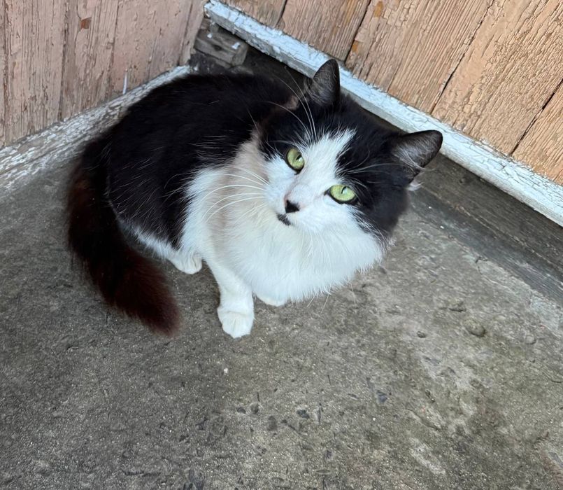 Віддам в добрі руки! Стерилізована, 9 місяців