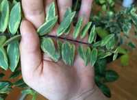 Aeschynanthus bolero variegata roślina kolekcjonerska