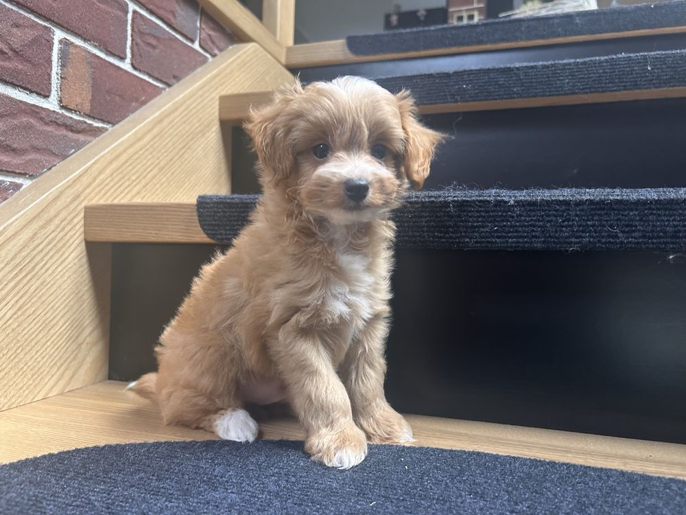 Maltipoo piesek f1