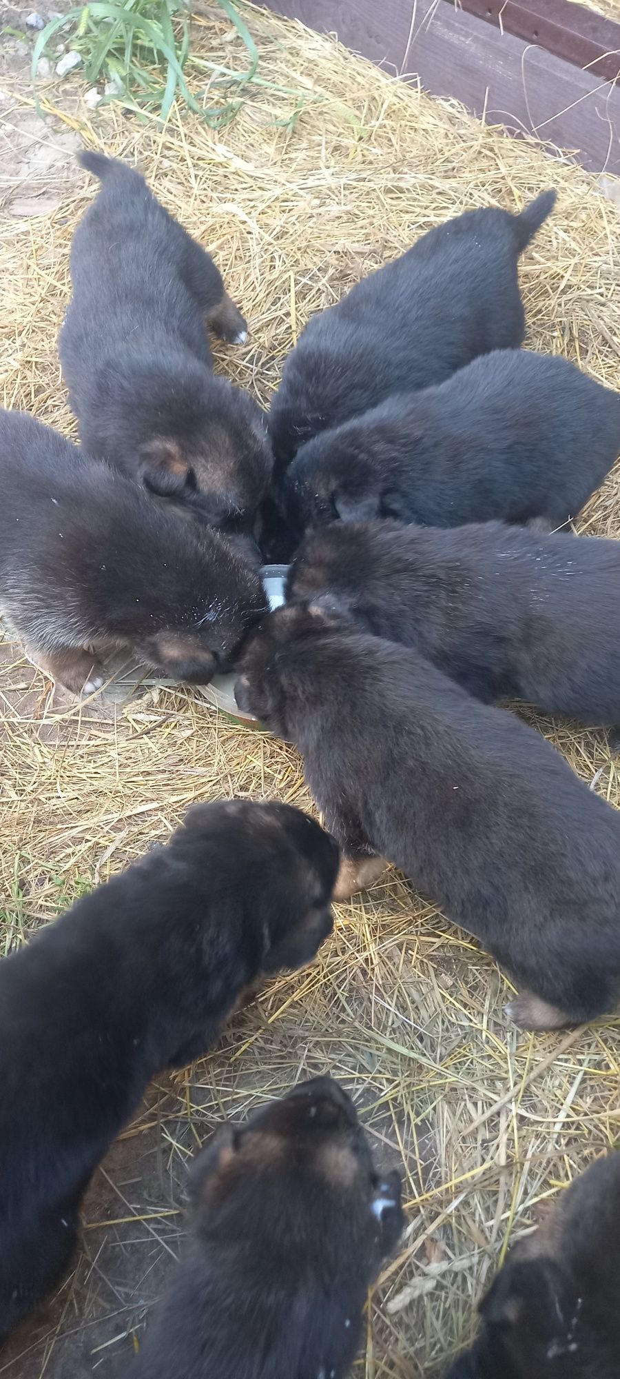 Щенки немецкой овчарки