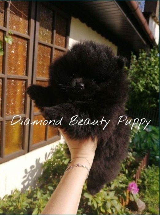 Miś szpic miniaturowy pomeranian boo sunia