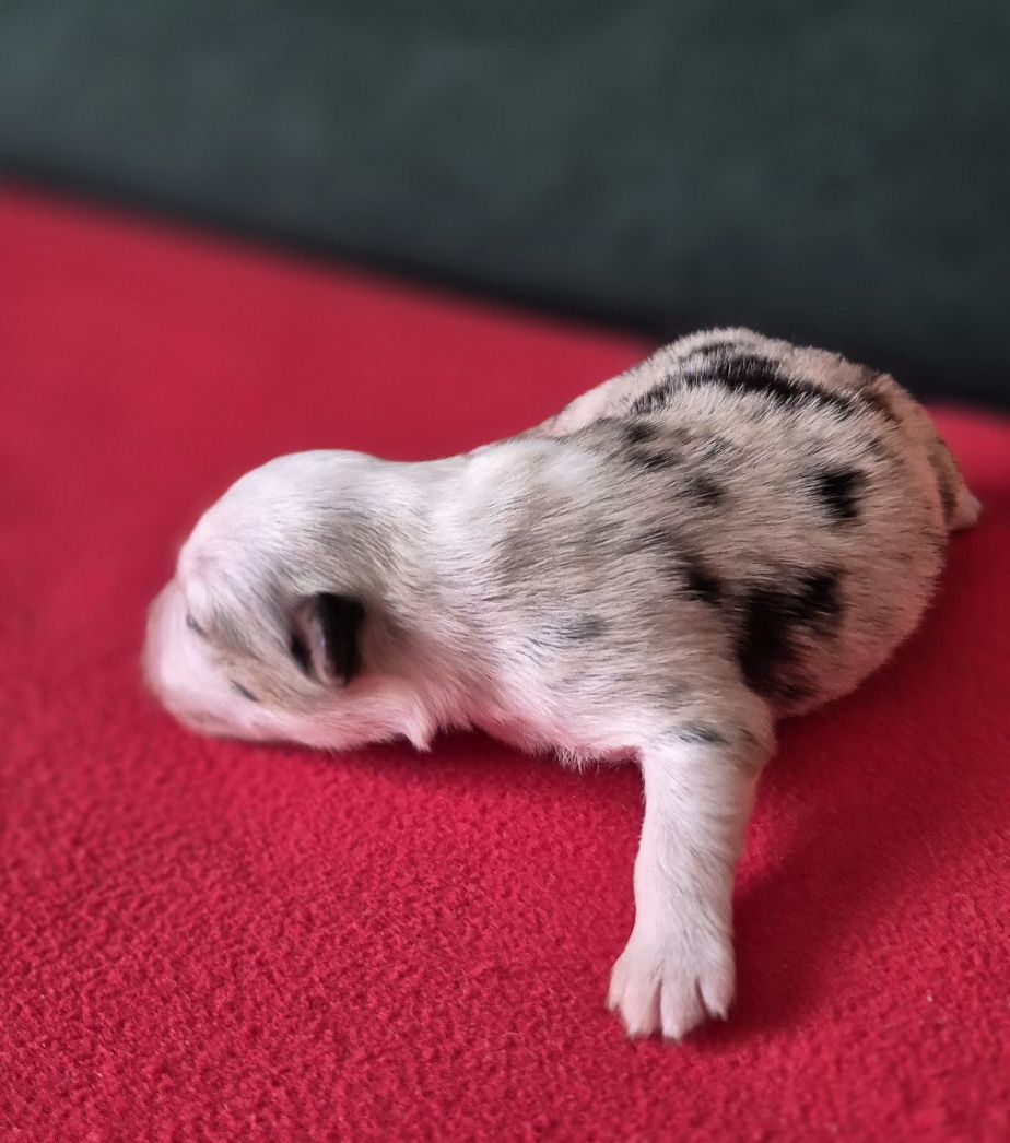 Miniaturowy owczarek amerykanski