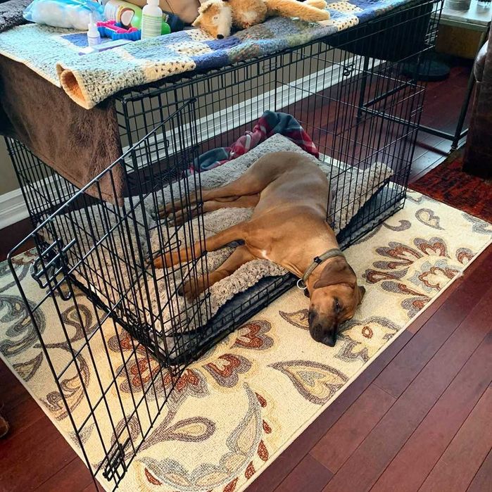 Клітка вольер переноска домик место клетка для собак кошек птиц.‼️