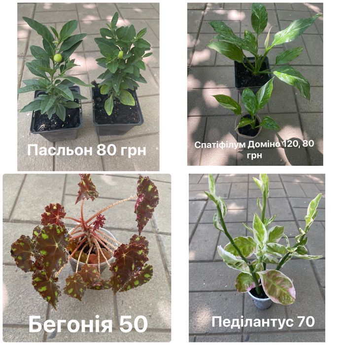 Жасмін Месні, циперус , сансевієрії та ін.