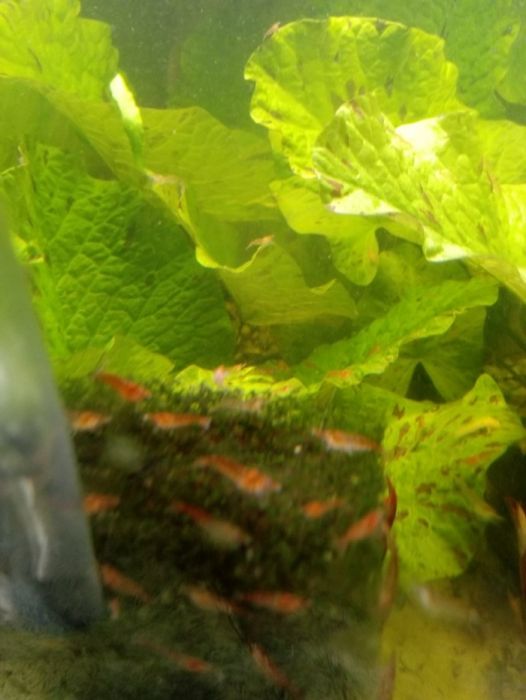 Krewetki neokardina mix