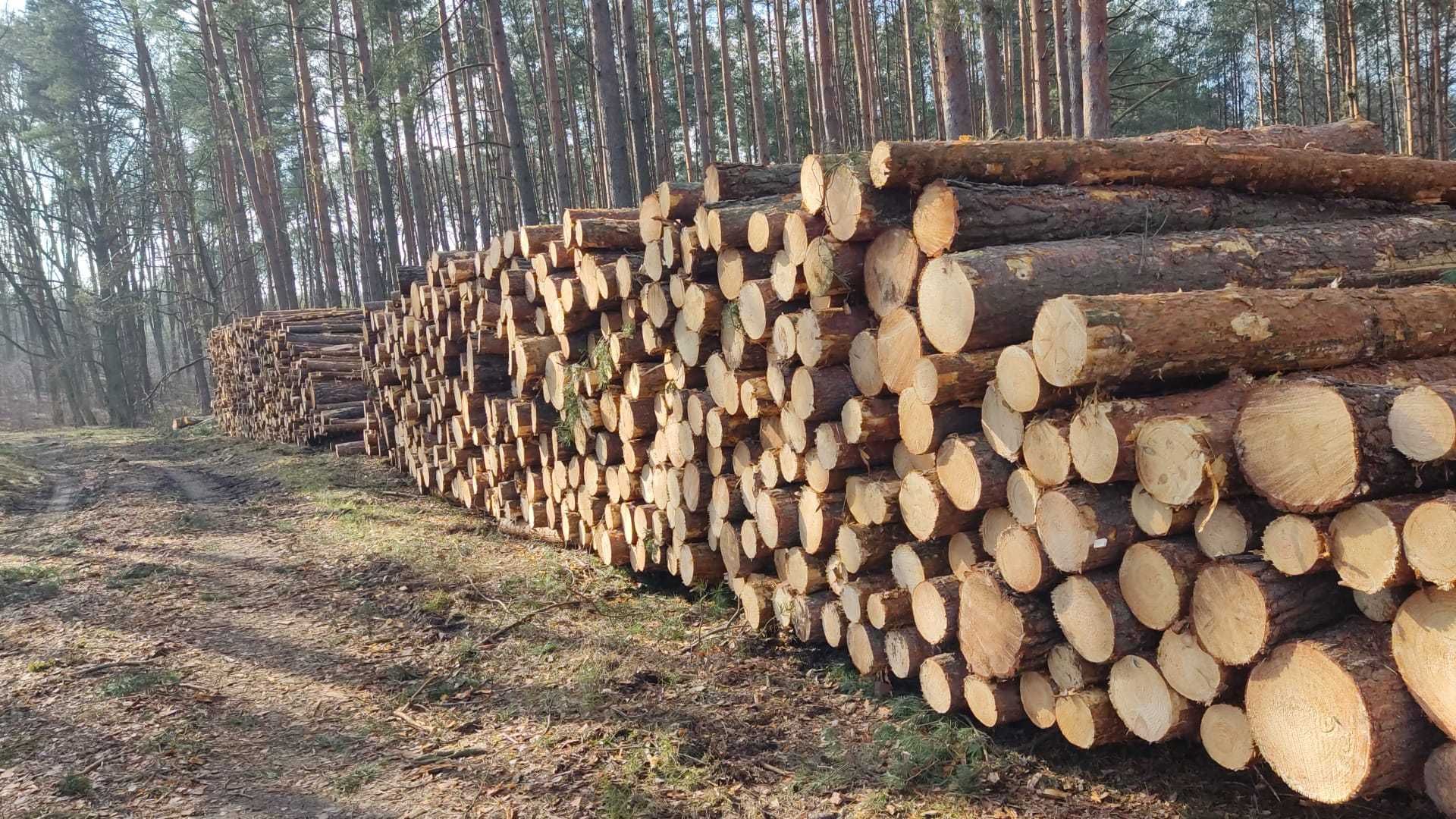 Drzewo tartaczne sosna długość 3m 52m3