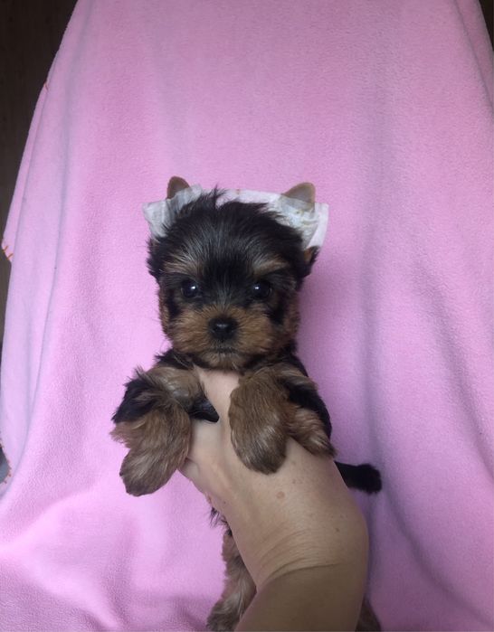 Дівчинка йоркширського тер‘єра