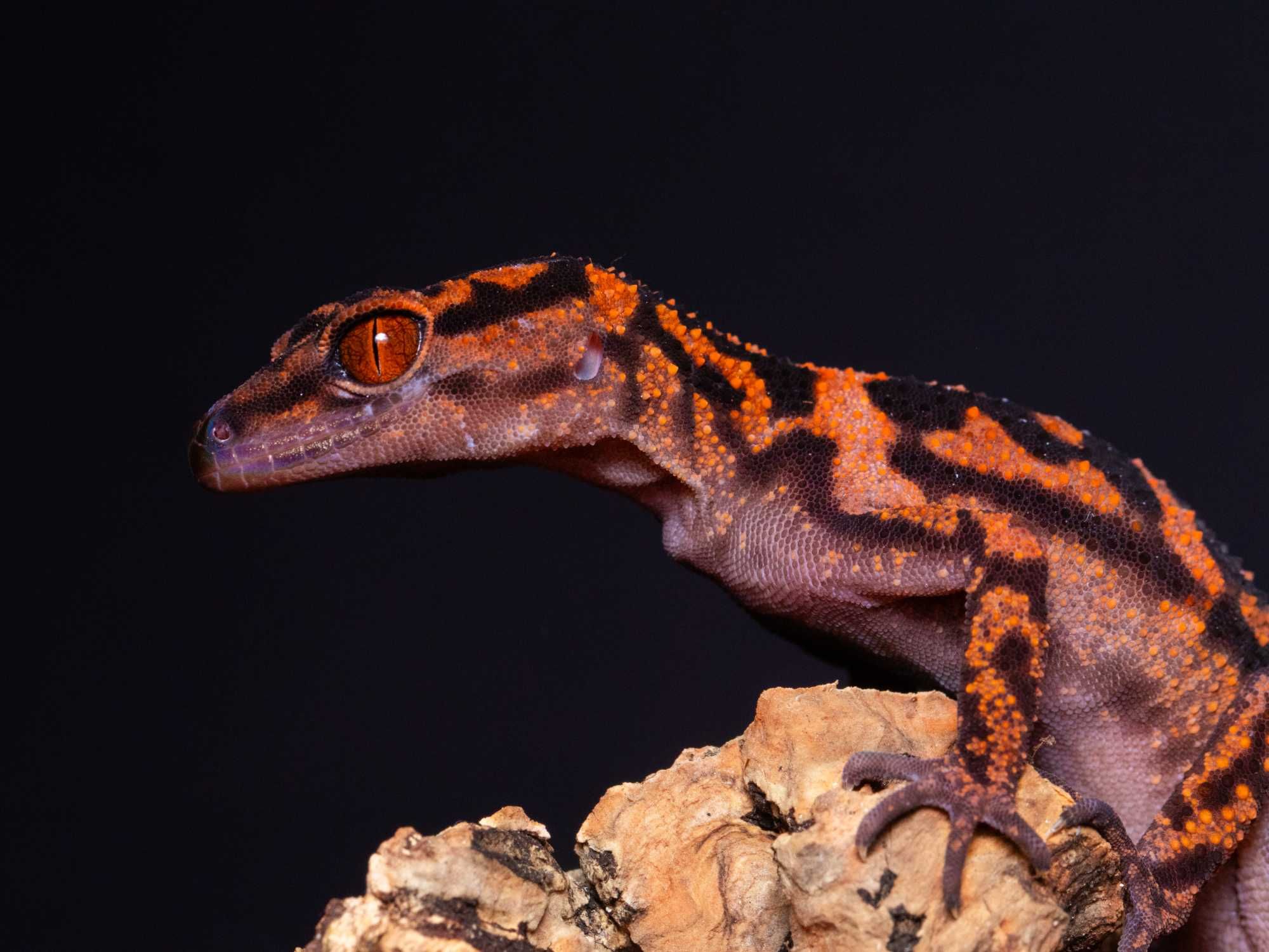 Goniurosaurus orientalis, gekony japońskie Warszawa