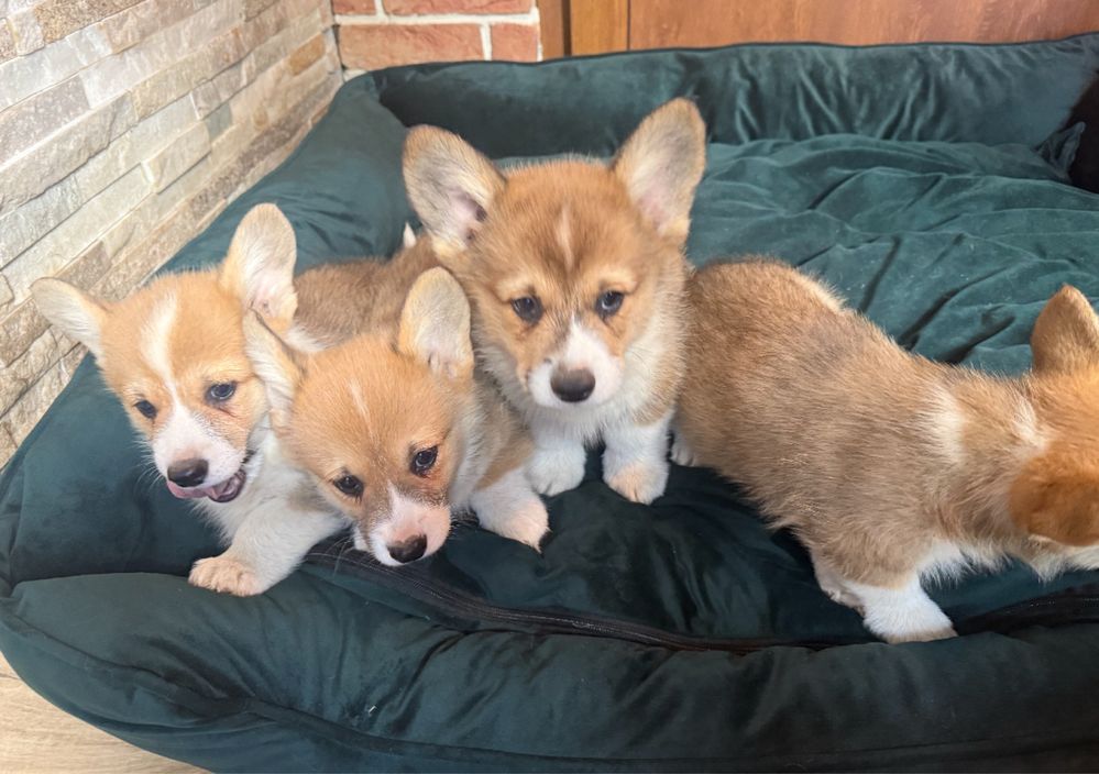 Welsh Corgi Pembroke z rodowodem