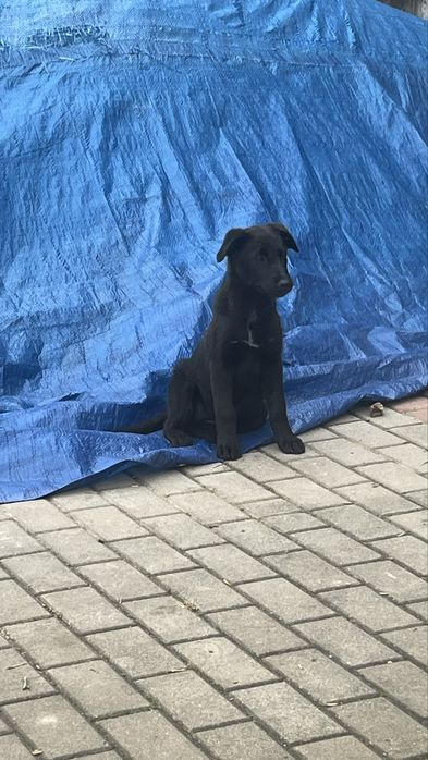 Oddam szczeniaka suczka