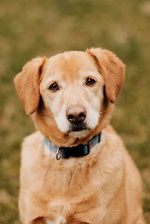 Labrador poleca się do adopcji!!!