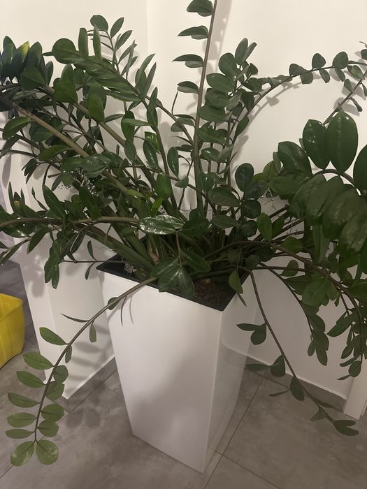 Roślina Duży, okazały zamiokulkas + wysoka donica (gotowy do wnętrz)