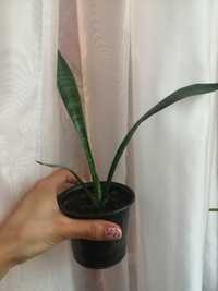 ,Сансевиерия Трехполосная Зейланика (Sansevieria Тrifasciat Zeylan1 шт