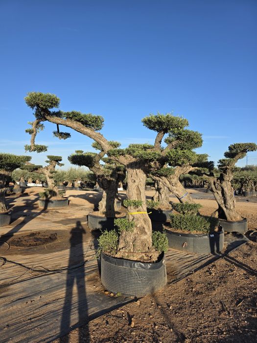 Oliveiras / bonsai