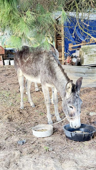 Burro com tres anos