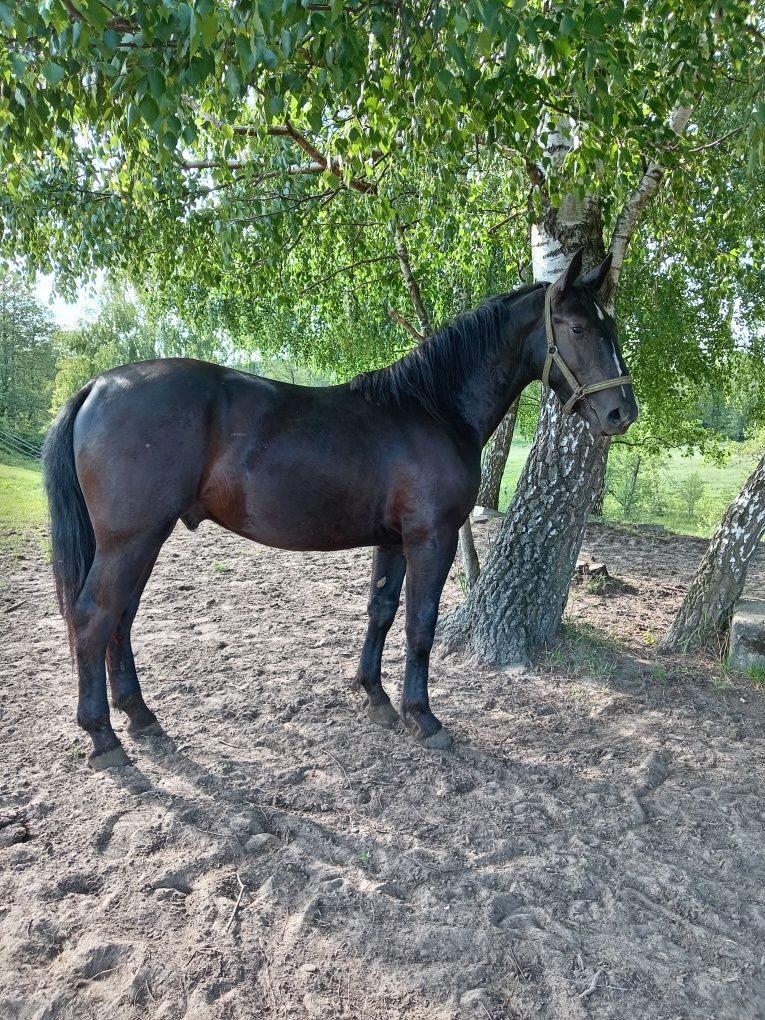 Ogier śląski zrebak sp
