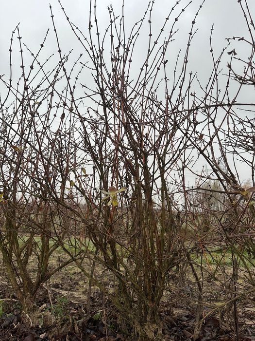 Sadzonka jagody kamczackiej