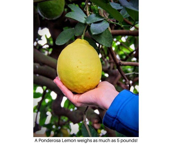 Плодоносящее дерево комнатного лимона