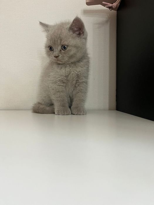 Scottish straight com alta qualidade de raça